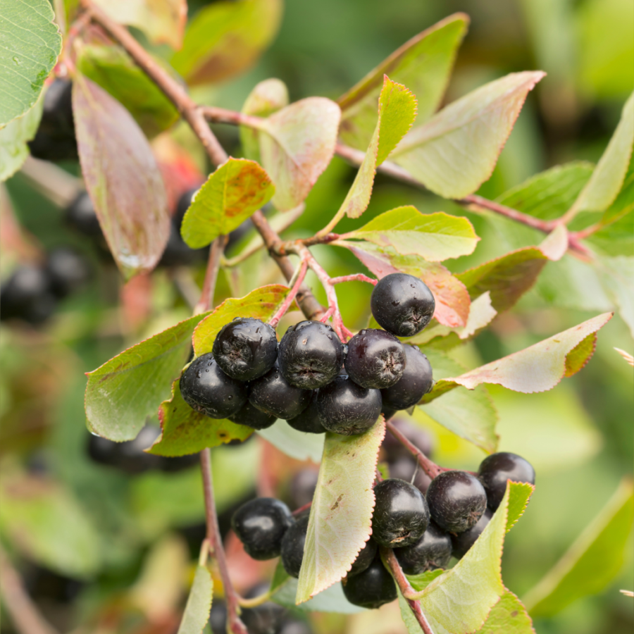 Aronia