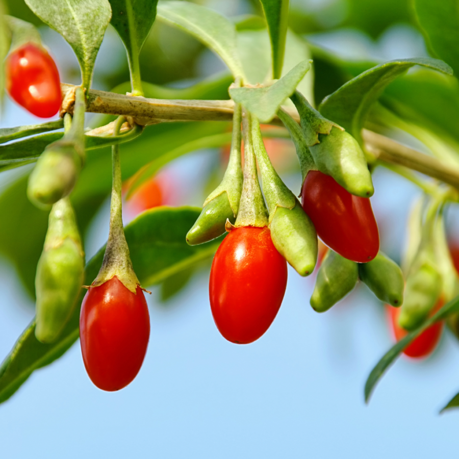 Goji-Beere