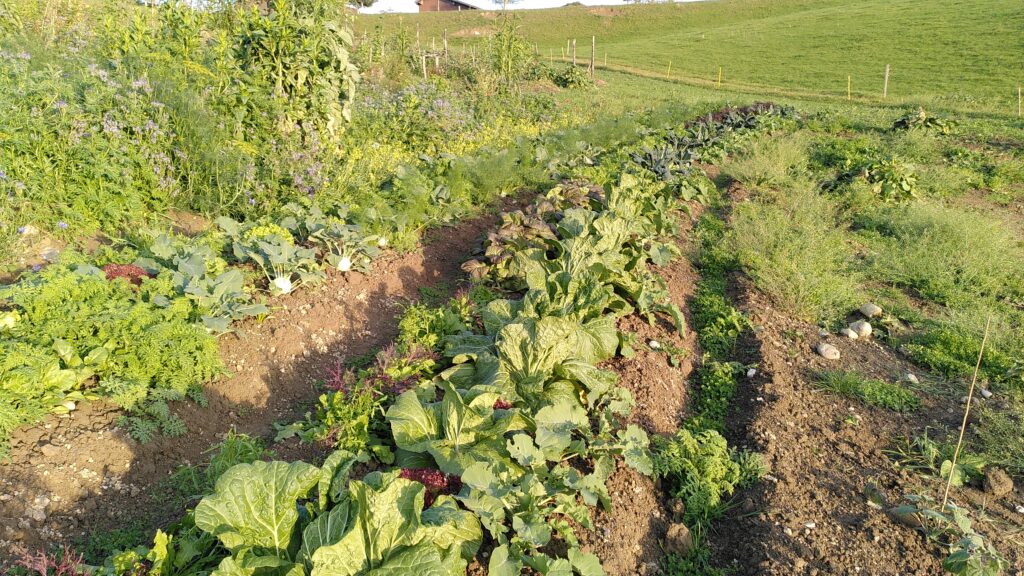 Bunte Wintergemüse-Ernte in der Schweiz