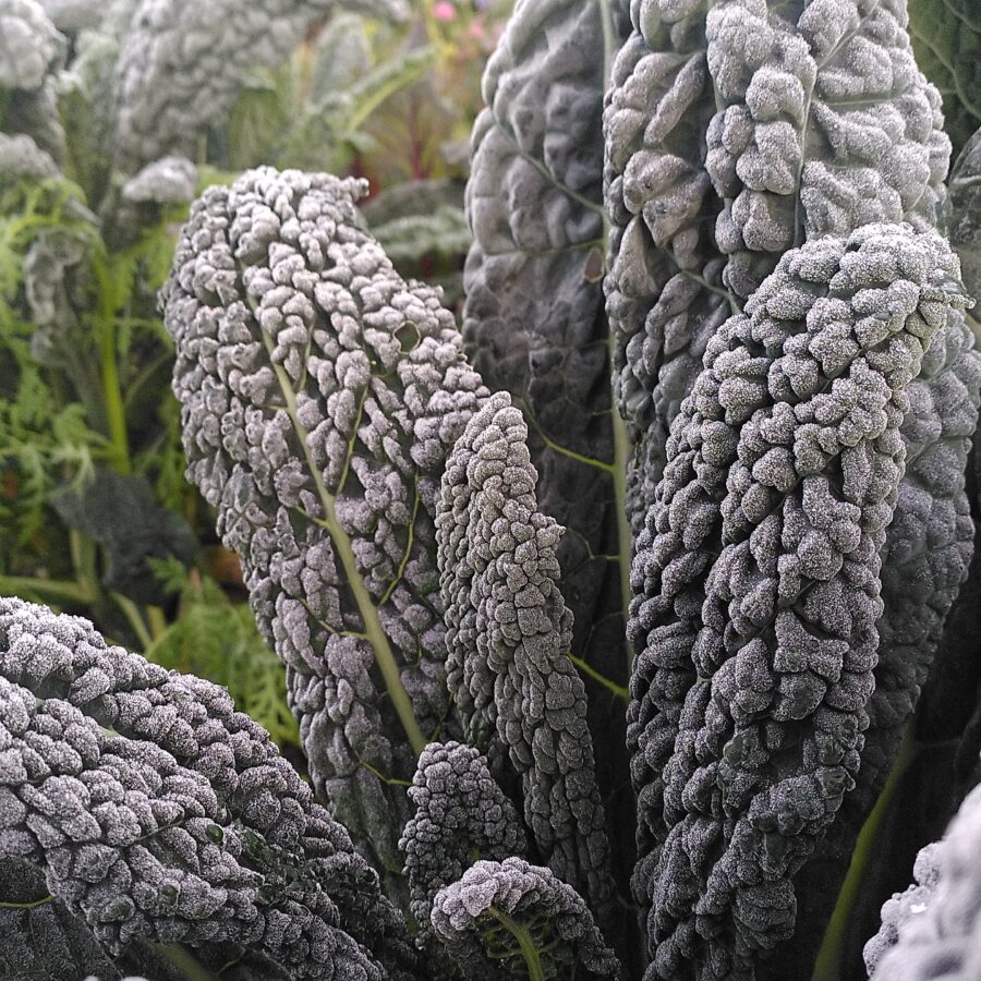 Palmkohl im frostigen Winter