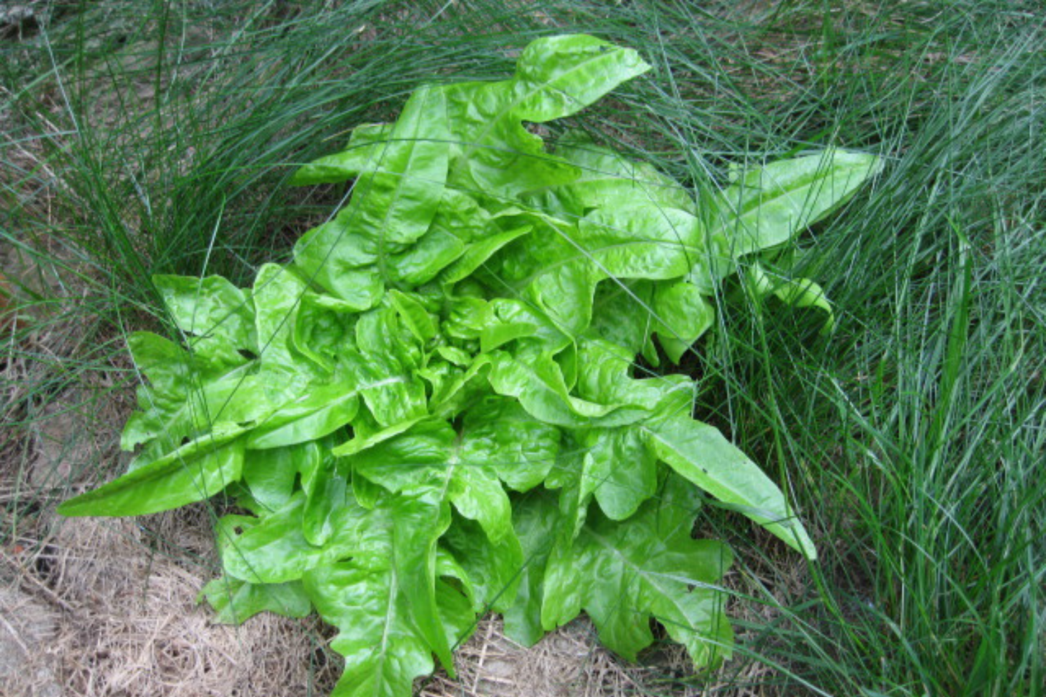 Fingersalat