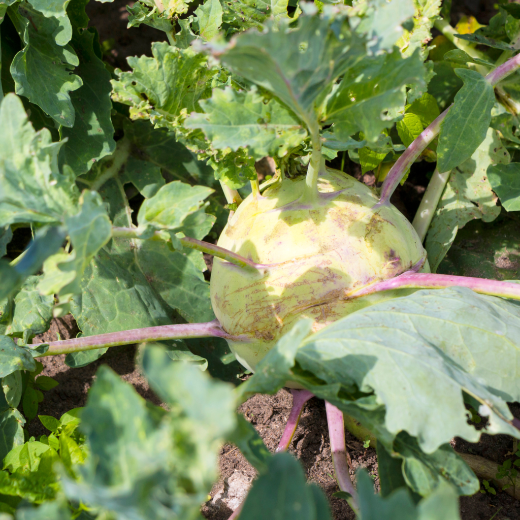 Bodenkohlrabi im Beet