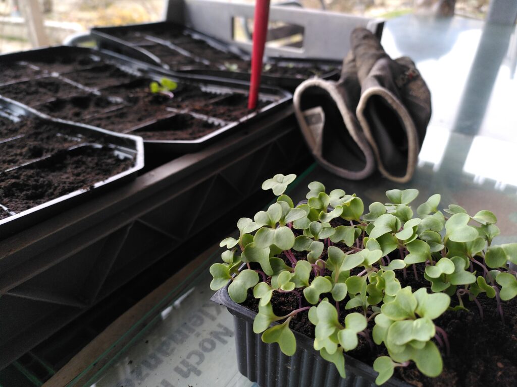 Pikieren von Blumenkohl Sprösslingen