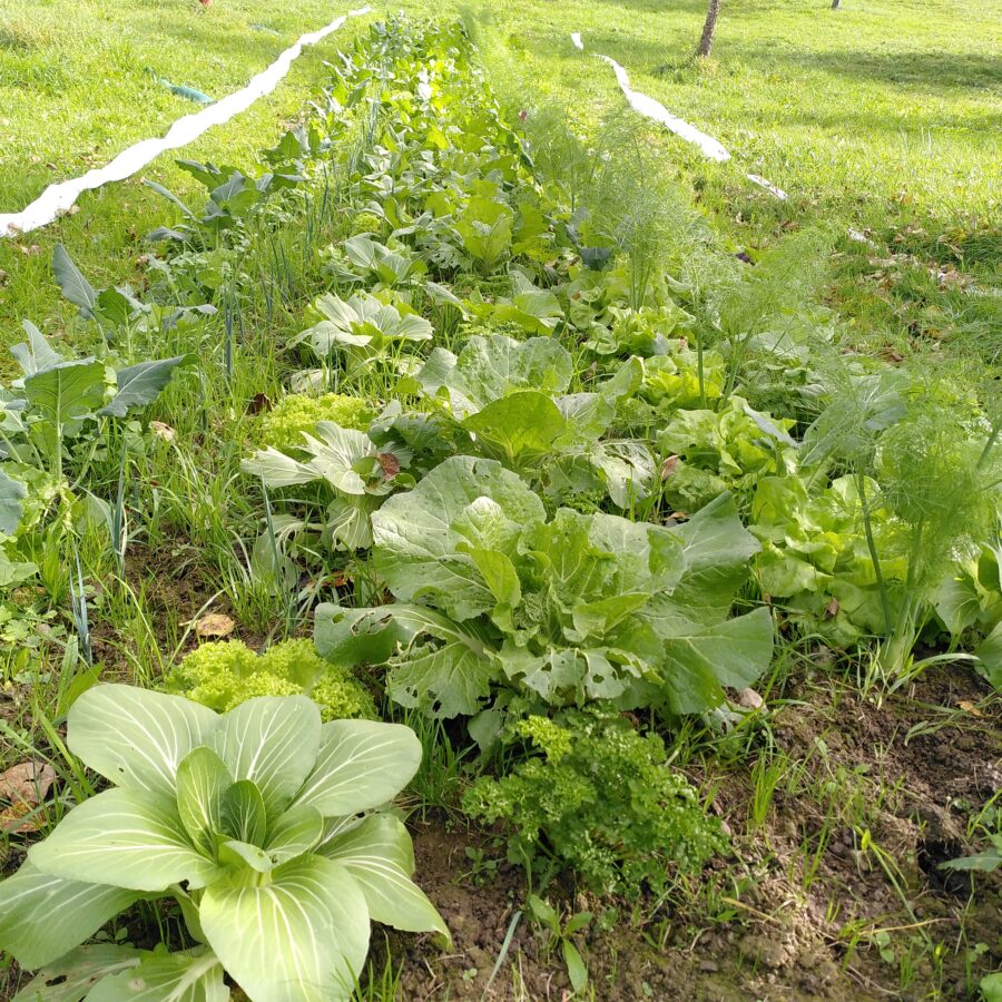 Fenchel im Beet