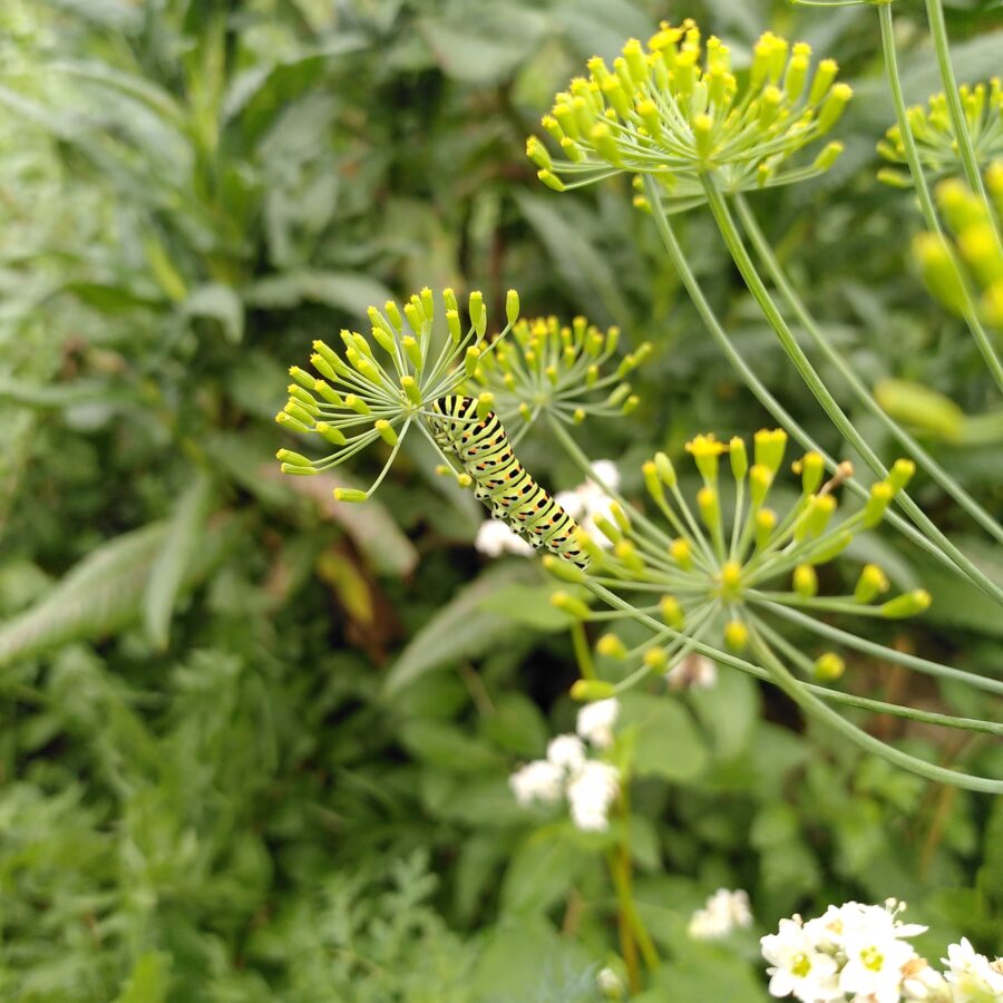 Blühender Fenchel mit Schwalbenschwanz-Raupe