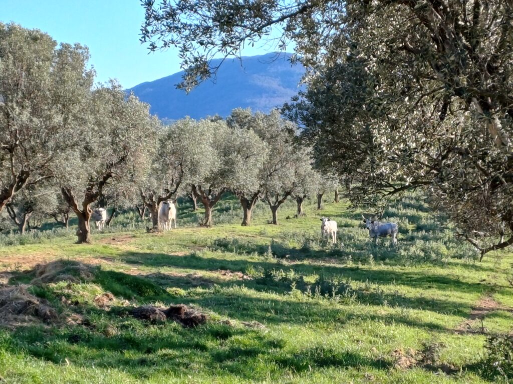 Olivenhain mit Mutterkühen