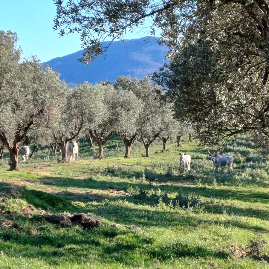 Olivenhain mit Mutterkühen